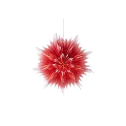 Julstjärna Roxy D75 mörkröd ombre